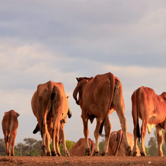 african-woman-farmer-inspecting-maize-plants-field african-woman-farmer-inspecting-maize-plants-field