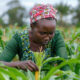 african-woman-farmer-inspecting-maize-plants-field