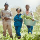 black-people-portrait-farming-with-confidence-harvest-agriculture-agro-business-together-nature-young-african-group-farmers-with-bucket-crops-organic-food-fresh-produce